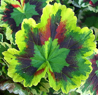 Close-up of Variegated Geranium Leaf with Red and Green Patterns