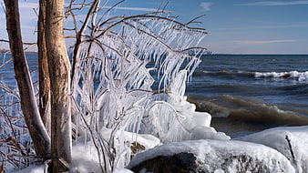 Frozen Tree Branches by the Lake Shore in Winter
