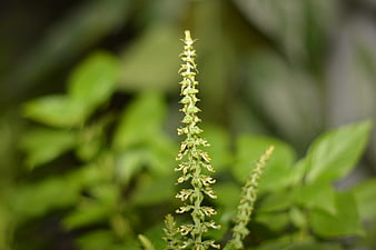 Close-up of green basil flower spike with blurred background