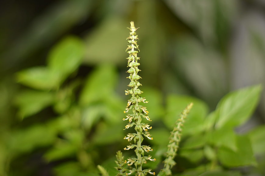 Close-up of green basil flower spike with blurred background