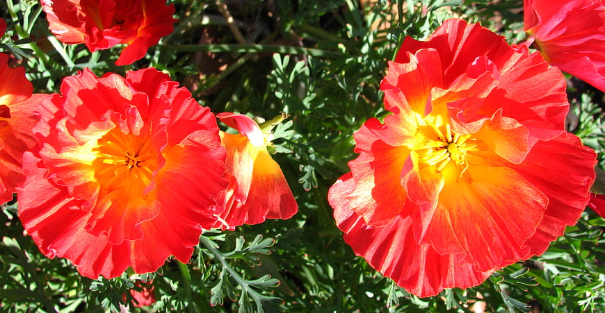 Vibrant Red and Yellow California Poppies in Sunlight
