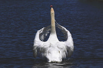 White Swan Stretching Neck and Wings in Blue Water