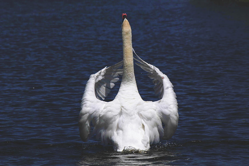 White Swan Stretching Neck and Wings in Blue Water