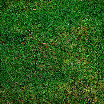 Top View of Green Grass Lawn Texture with Scattered Leaves