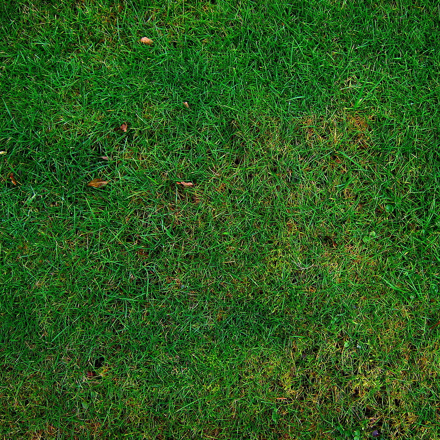 Top View of Green Grass Lawn Texture with Scattered Leaves