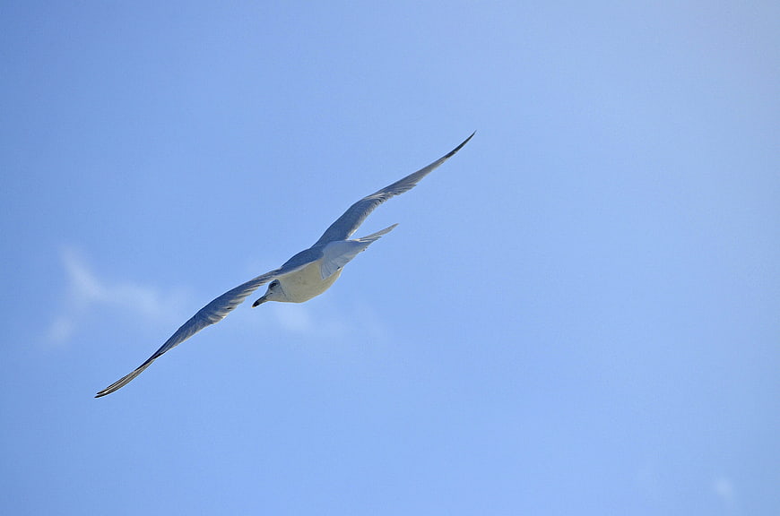 Seagull Soaring in Clear Blue Sky