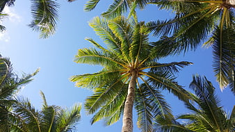 Low angle view of tropical coconut palm trees against a clear blue sky