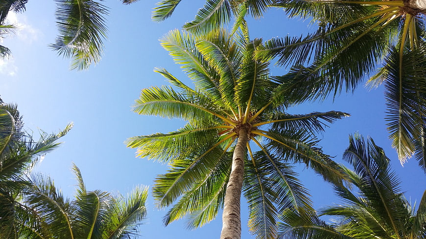 Low angle view of tropical coconut palm trees against a clear blue sky