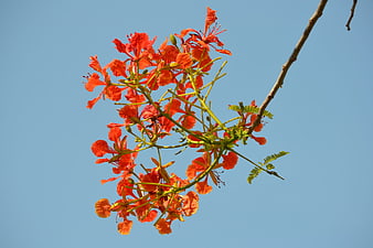 Vibrant Red Flame Tree Flowers Against Blue Sky