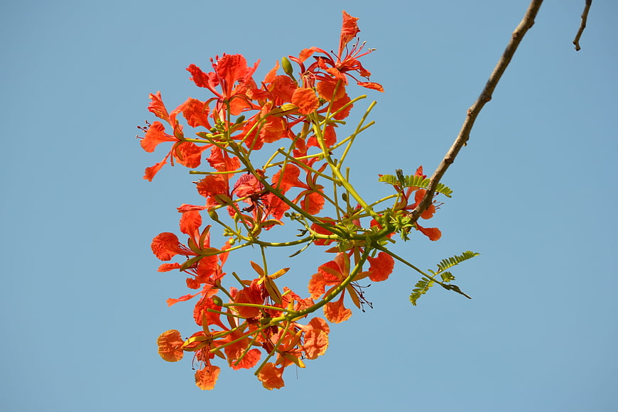 Vibrant Red Flame Tree Flowers Against Blue Sky