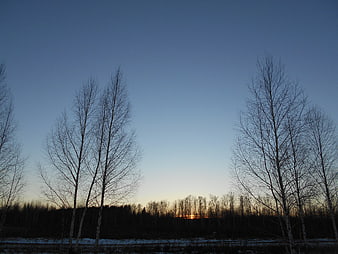 Silhouetted birch trees against a winter twilight sky