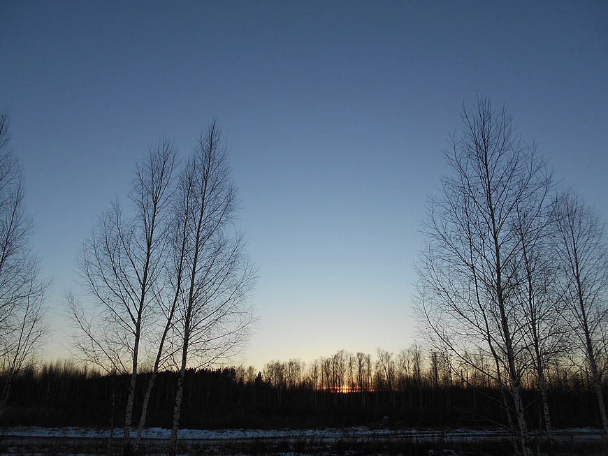 Silhouetted birch trees against a winter twilight sky
