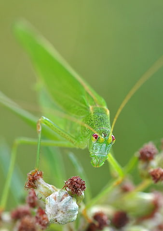 Macro of Green Katydid on Plant Stem