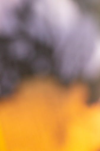 Abstract Blurred Background with Yellow and Purple Bokeh
