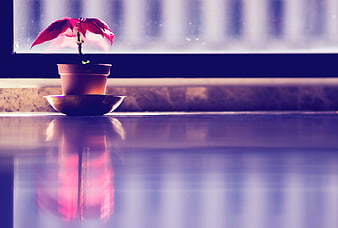 Red Poinsettia Plant in Pot on Window Sill with Reflection