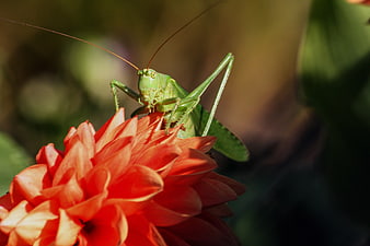 Green Grasshopper Perched On Vibrant Orange Dahlia Flower