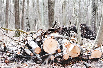 Pile of cut birch logs in a winter forest