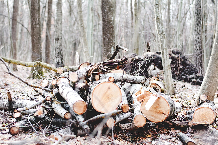 Pile of cut birch logs in a winter forest