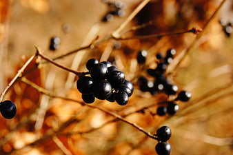 Close-up of black berries on a branch in autumn sunlight
