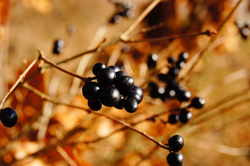 Close-up of black berries on a branch in autumn sunlight