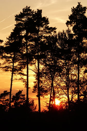Silhouetted Pine Trees Against Golden Sunset Sky