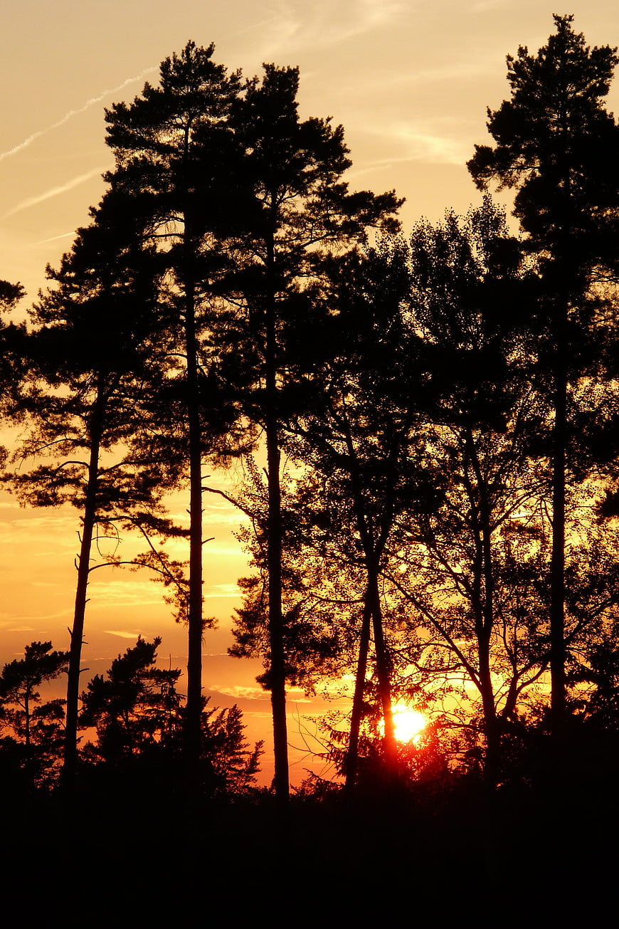 Silhouetted Pine Trees Against Golden Sunset Sky