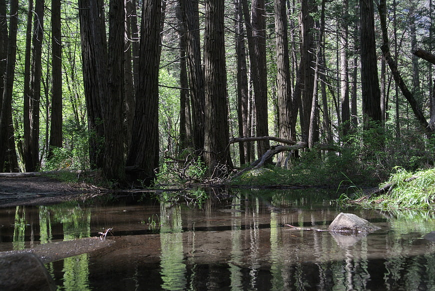 Serene forest stream with tall trees and reflections