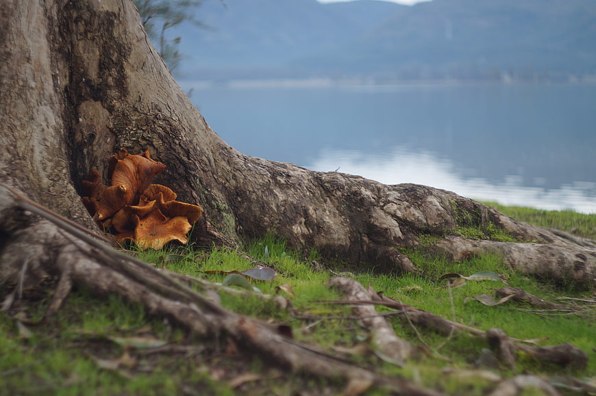 Orange mushrooms growing on tree roots by a lake