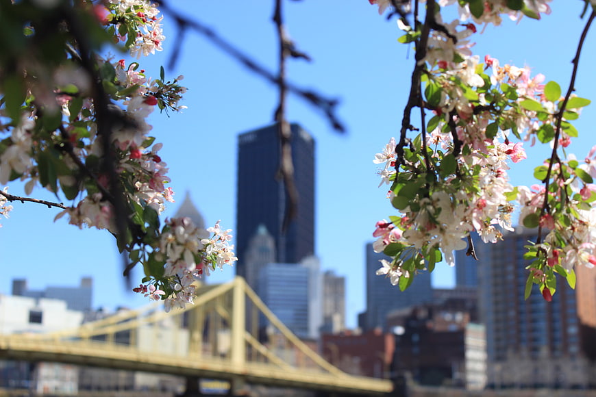 Spring Blossoms Framing Urban City Skyline and Bridge