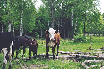 Brown and white cow standing in green forest pasture