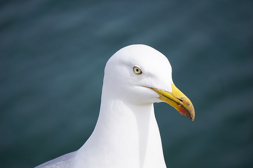 Close-up portrait of a seagull head with yellow beak