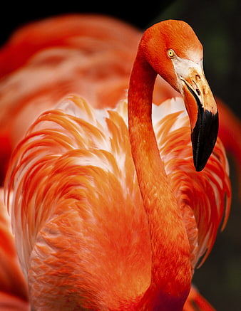 Close-up portrait of a vibrant pink flamingo with detailed feathers
