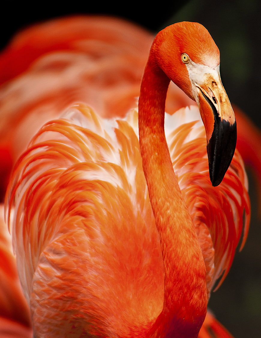 Close-up portrait of a vibrant pink flamingo with detailed feathers