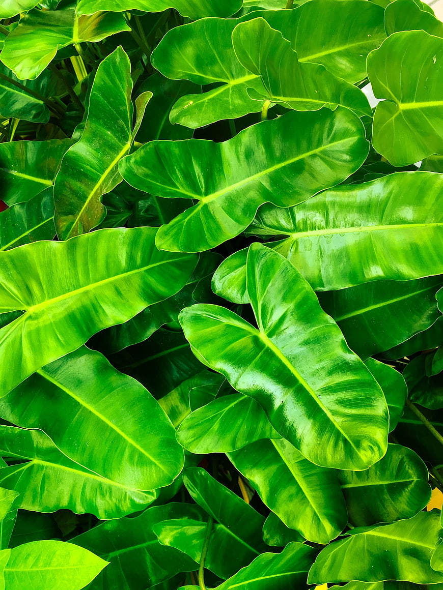 Vibrant Green Tropical Leaves Close-Up Background