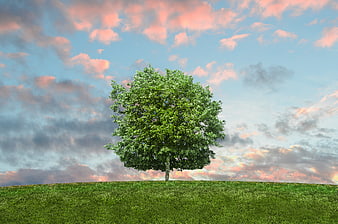 Lone green tree on grassy hill with pink clouds