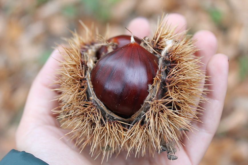 Hand holding open chestnut burr with shiny nuts