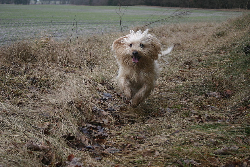Happy fluffy dog running through grassy field