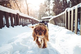 Cavalier King Charles Spaniel Walking on Snowy Bridge