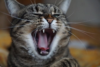 Close-up portrait of a tabby cat yawning with mouth wide open