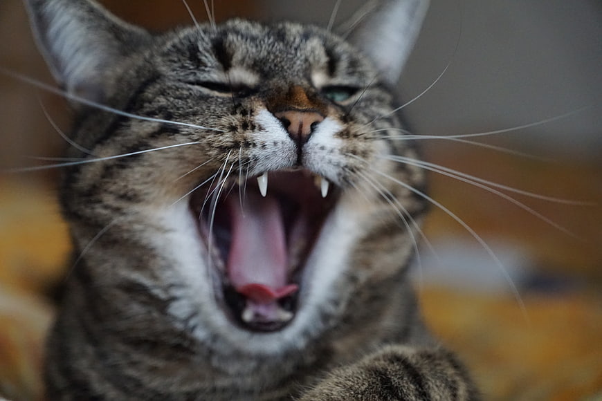 Close-up portrait of a tabby cat yawning with mouth wide open