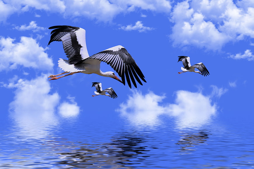 White Storks Flying Low Over Calm Water Surface
