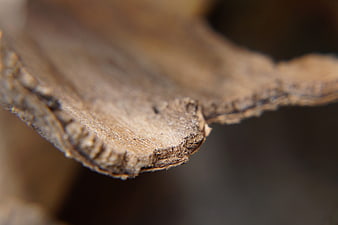 Close-up of textured wood grain and bark edge