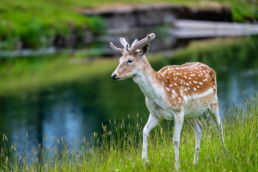 Spotted Fallow Deer Buck Standing in Green Meadow