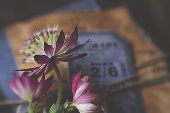 Close-up of purple Astrantia flowers with vintage book background