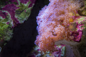 Close-up of Pink Soft Coral in Aquarium