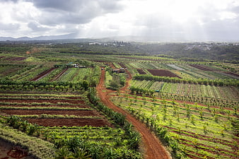 Aerial View of Agricultural Farm with Red Dirt Road