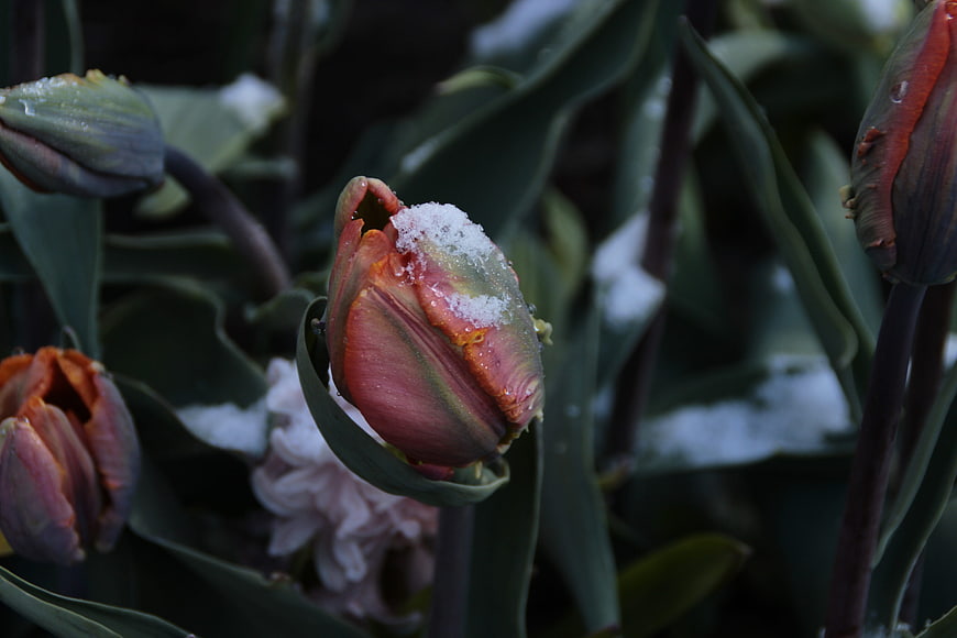 Red Tulip Bud with Snow and Frost in Spring Garden