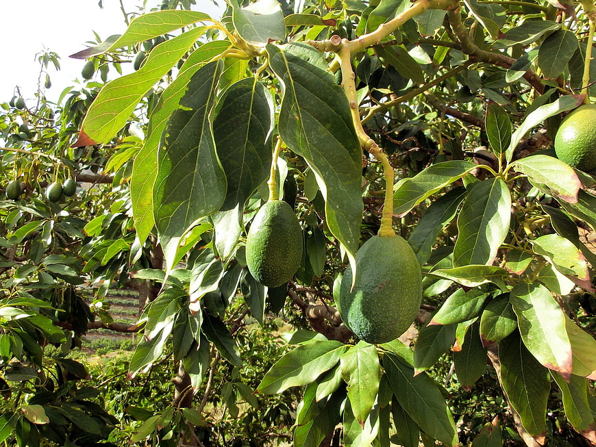 Ripe Green Avocados Hanging on Tree Branches in Orchard