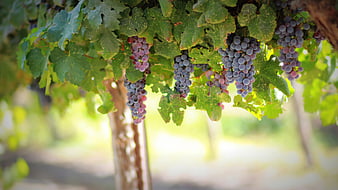 Ripe Purple Grapes Hanging on Vine in Sunlit Vineyard
