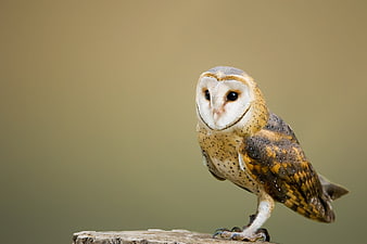 Barn Owl Perched on Wooden Branch with Blurred Background